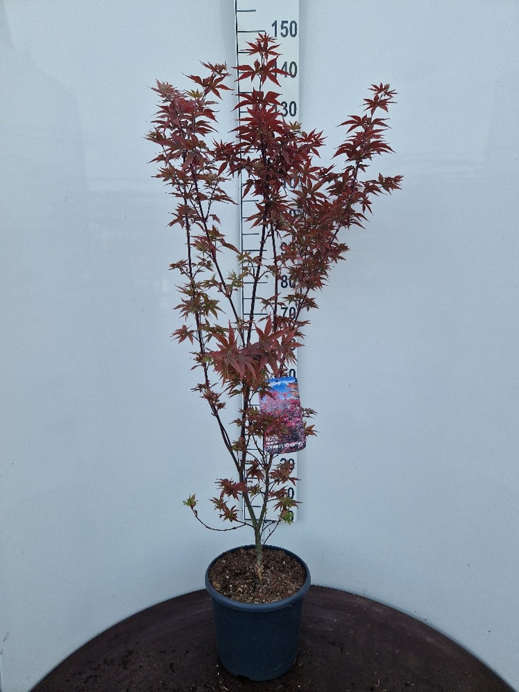 Acer pal. 'Twombly's Red Sentinel' - C10 100-125 CM